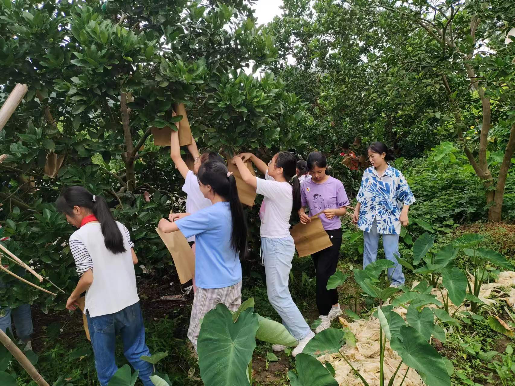 “梦想团”三下乡社会实践团与柚子种植户进行交流